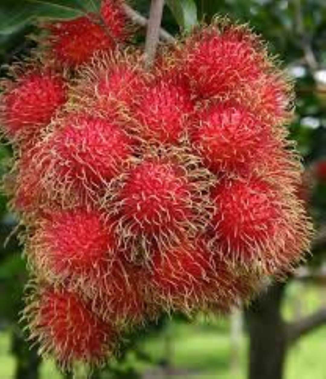 FRESH SHOKI SHOKI (RAMBUTAN)